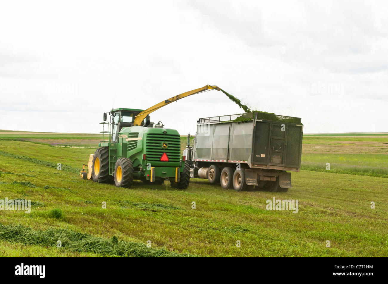 Erba medica è prelevato, sminuzzato per insilato e trasferiti in un carrello mobile in un processo continuo su un Sud Dakota farm. Foto Stock