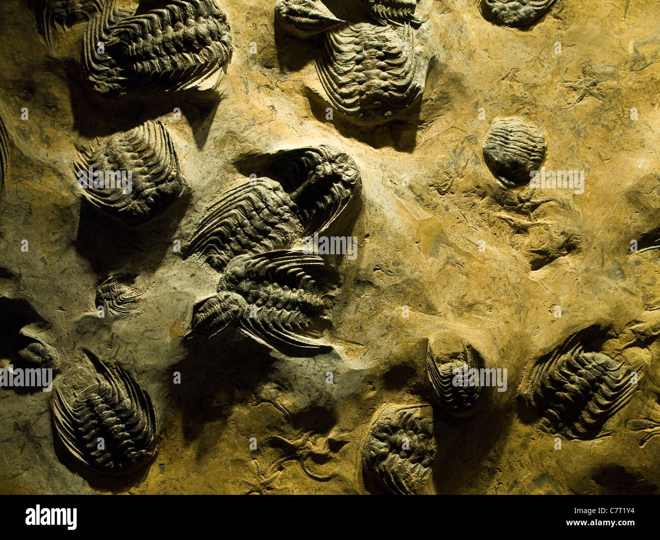 Fossili di trilobiti, Pitt Rivers Museum, Oxford, Inghilterra, Regno Unito, Europa. Foto Stock