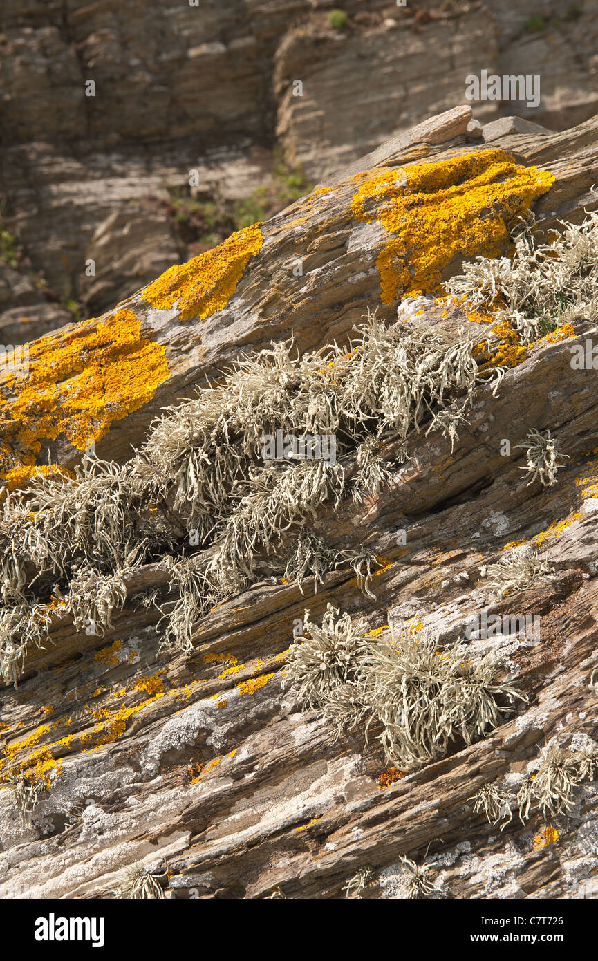 Mare arancione lichen Caloplaca marina , Xanthoria parietina e Ramalina siliquosa colonizza il litorale superiore zona litorale Foto Stock