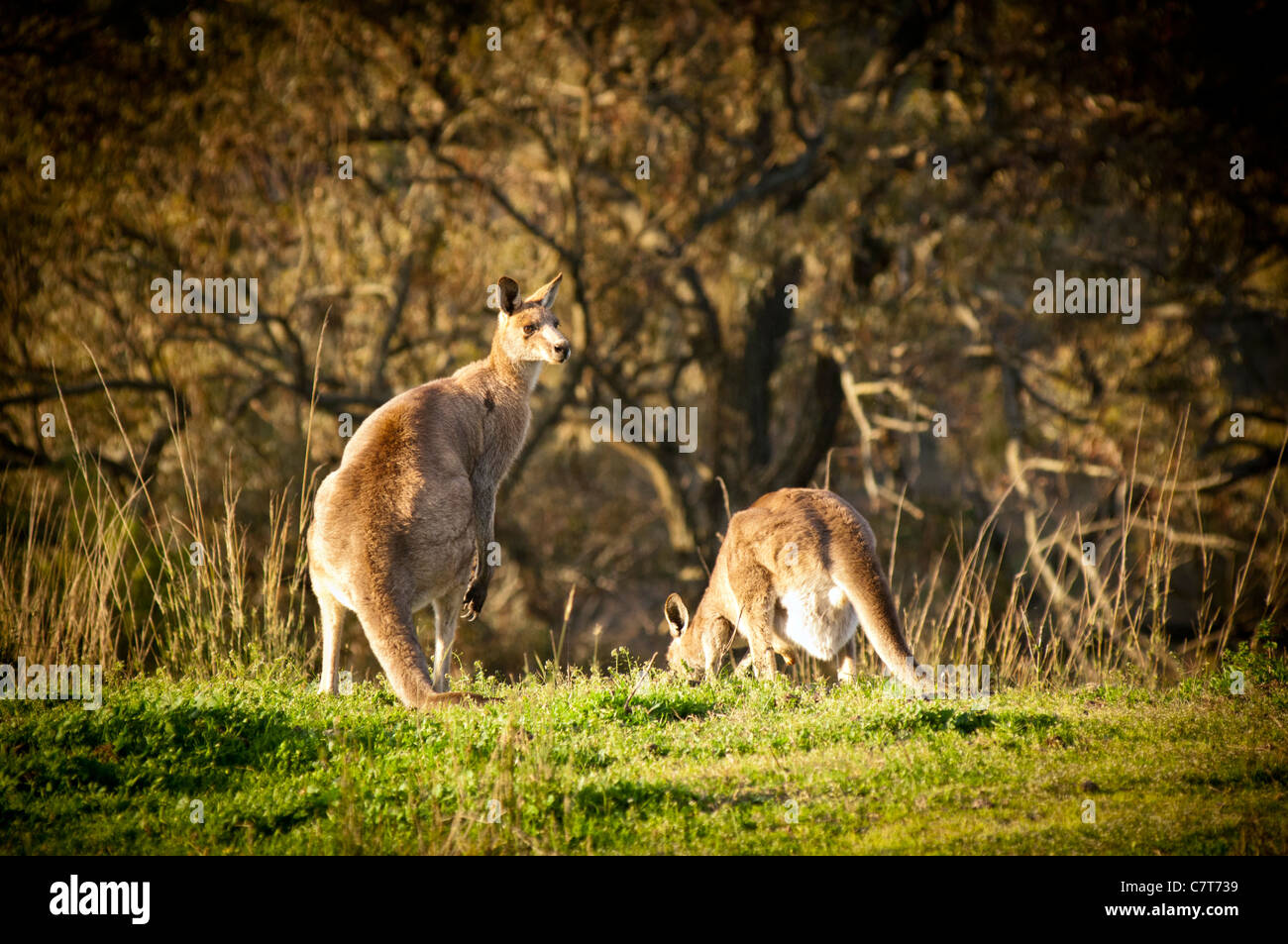 Australian Kangaroo's al tramonto nel selvaggio Foto Stock