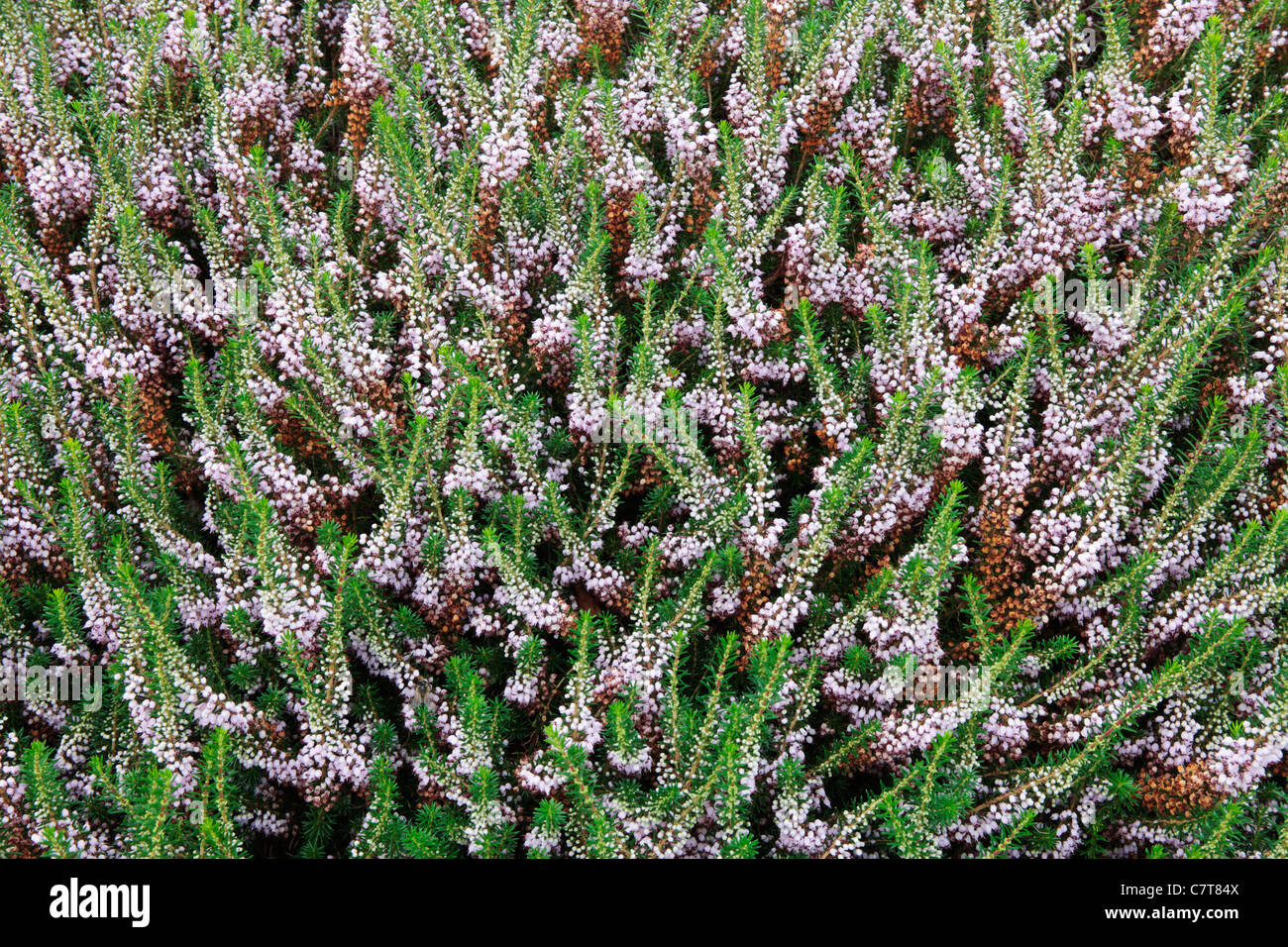 Erica vagans 'Lyonesse' Foto Stock