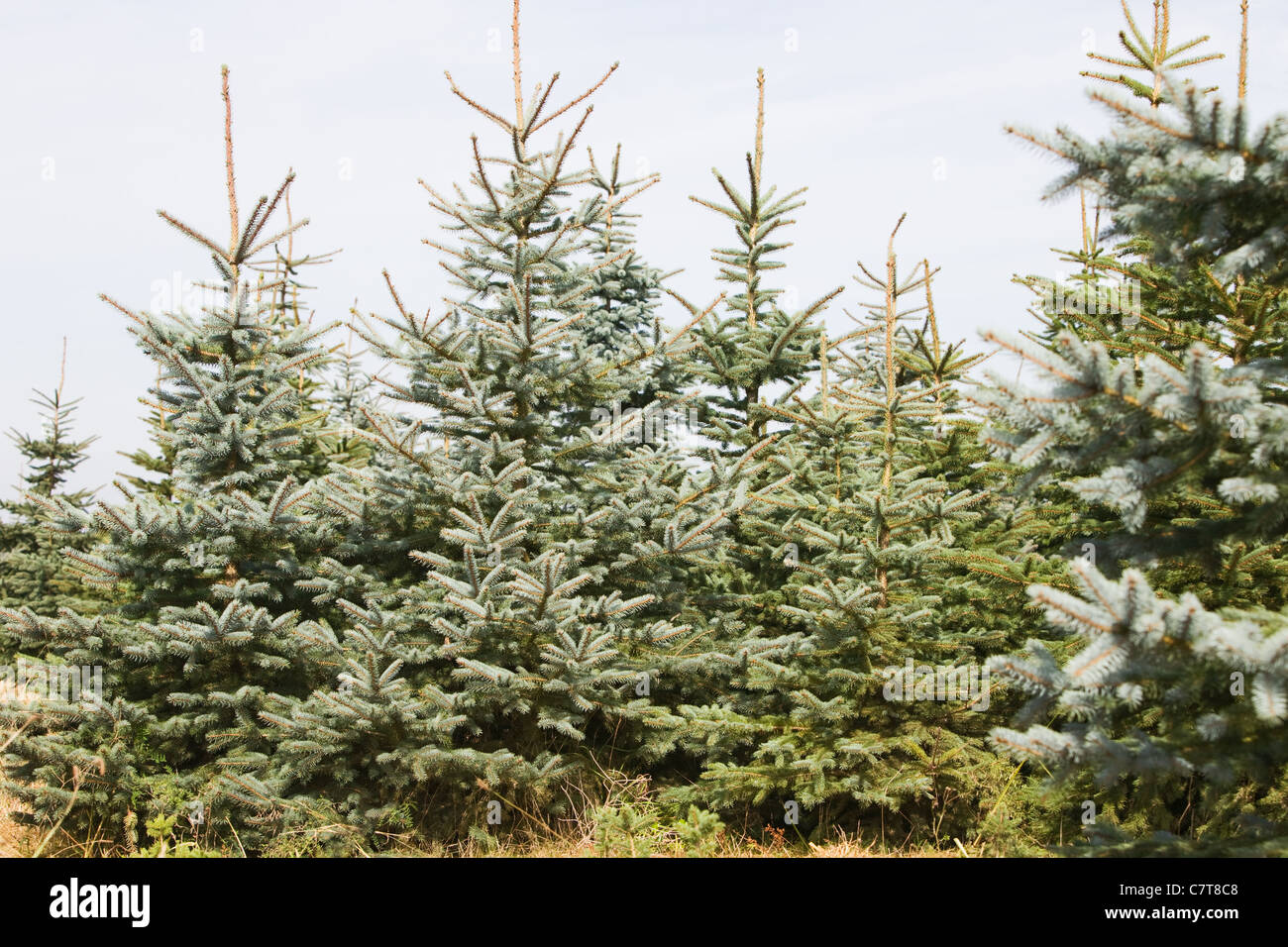 Abete rosso in corrispondenza di un albero di Natale agriturismo, Germania Foto Stock