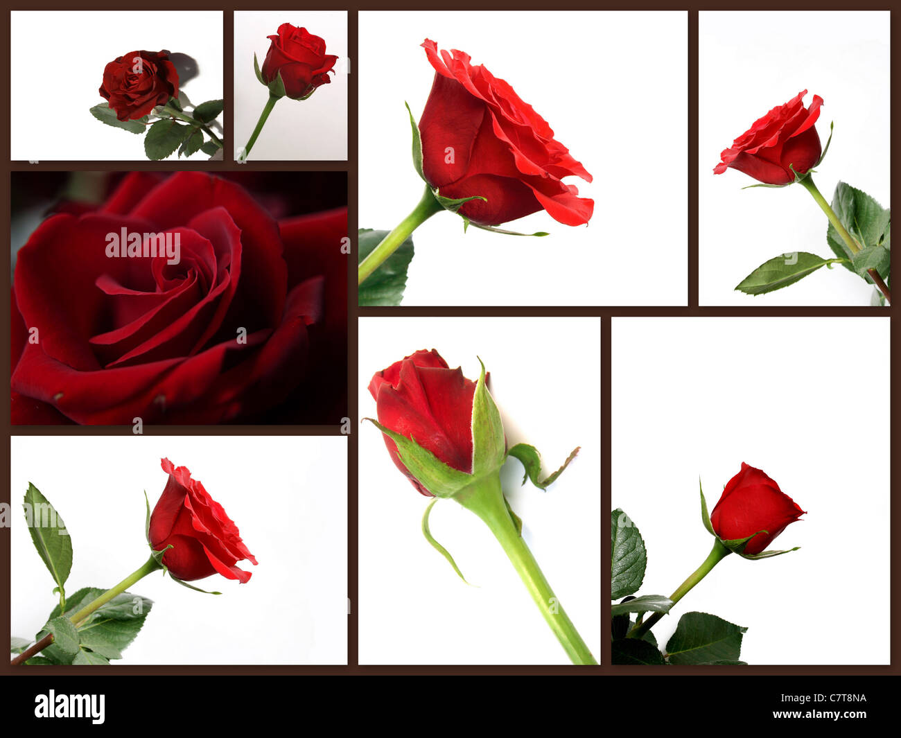 Montaggio di differenti red rose fiori collage di foto Foto Stock