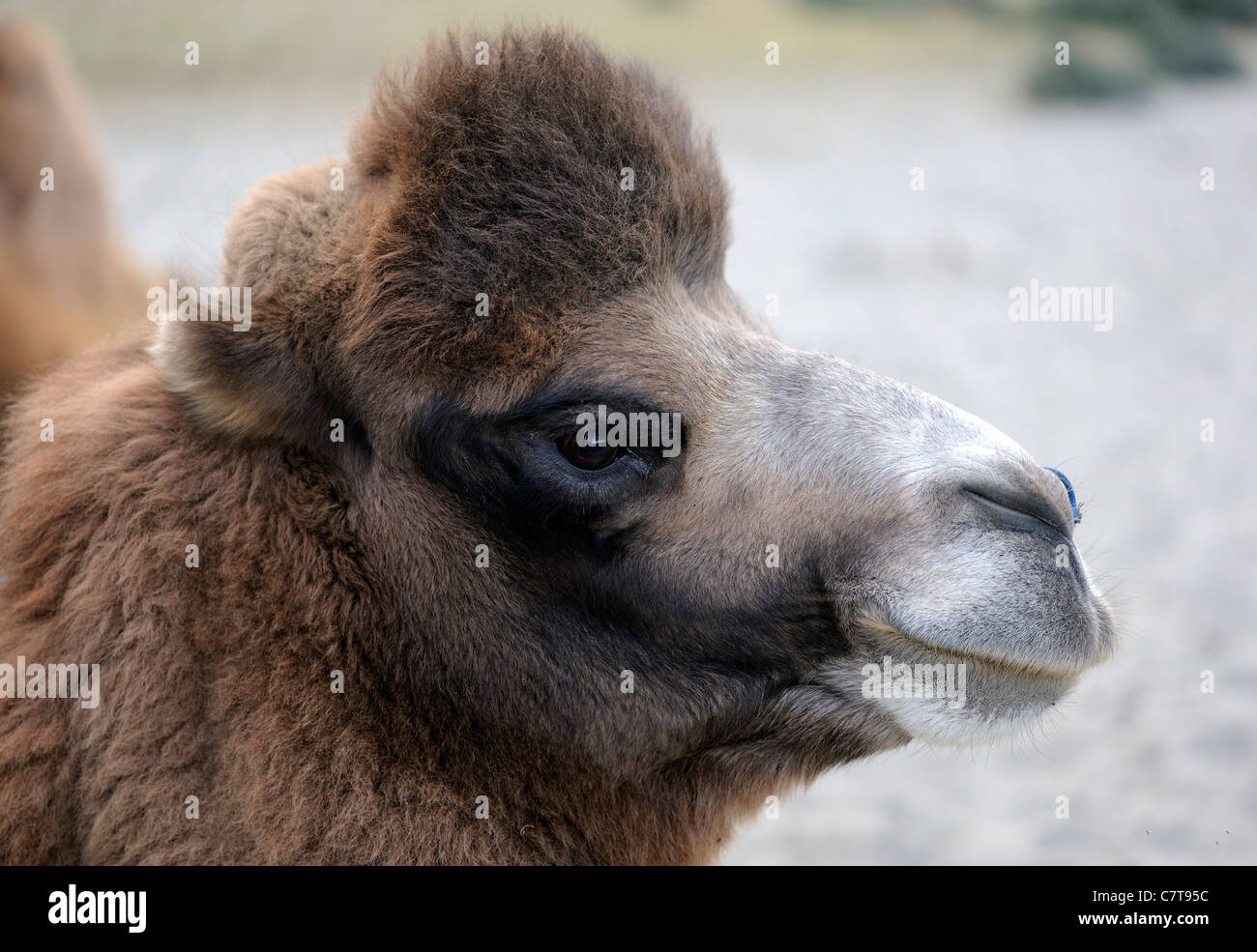 Ritratto di un cammello Bactrian (Camelus bactrianus) in attesa di piloti sul bordo delle dune di sabbia a Hundar, Ladakh Foto Stock