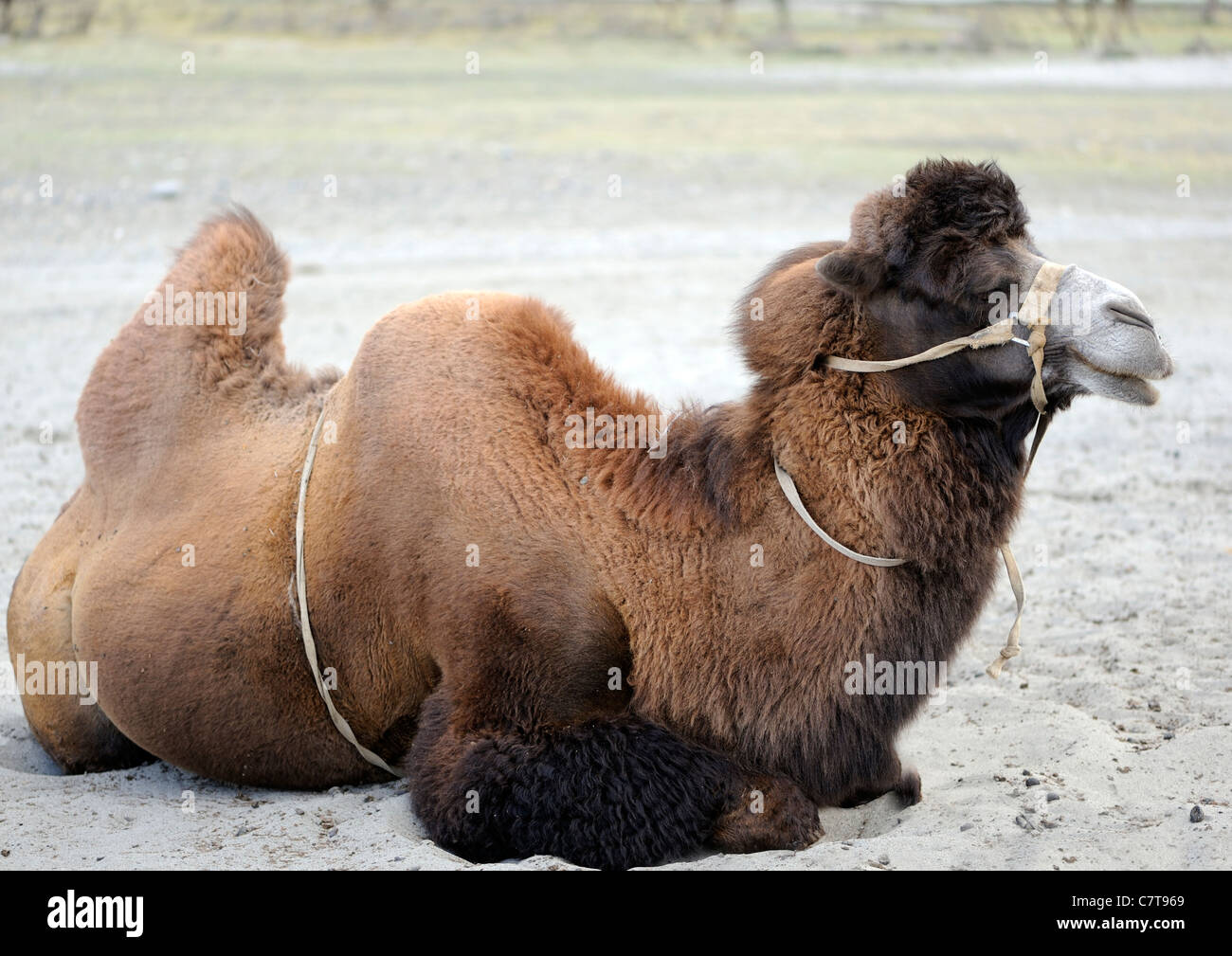 Un cammello Bactrian(Camelus bactrianus) in attesa di piloti sul bordo delle dune di sabbia a Hundar, Ladakh Foto Stock