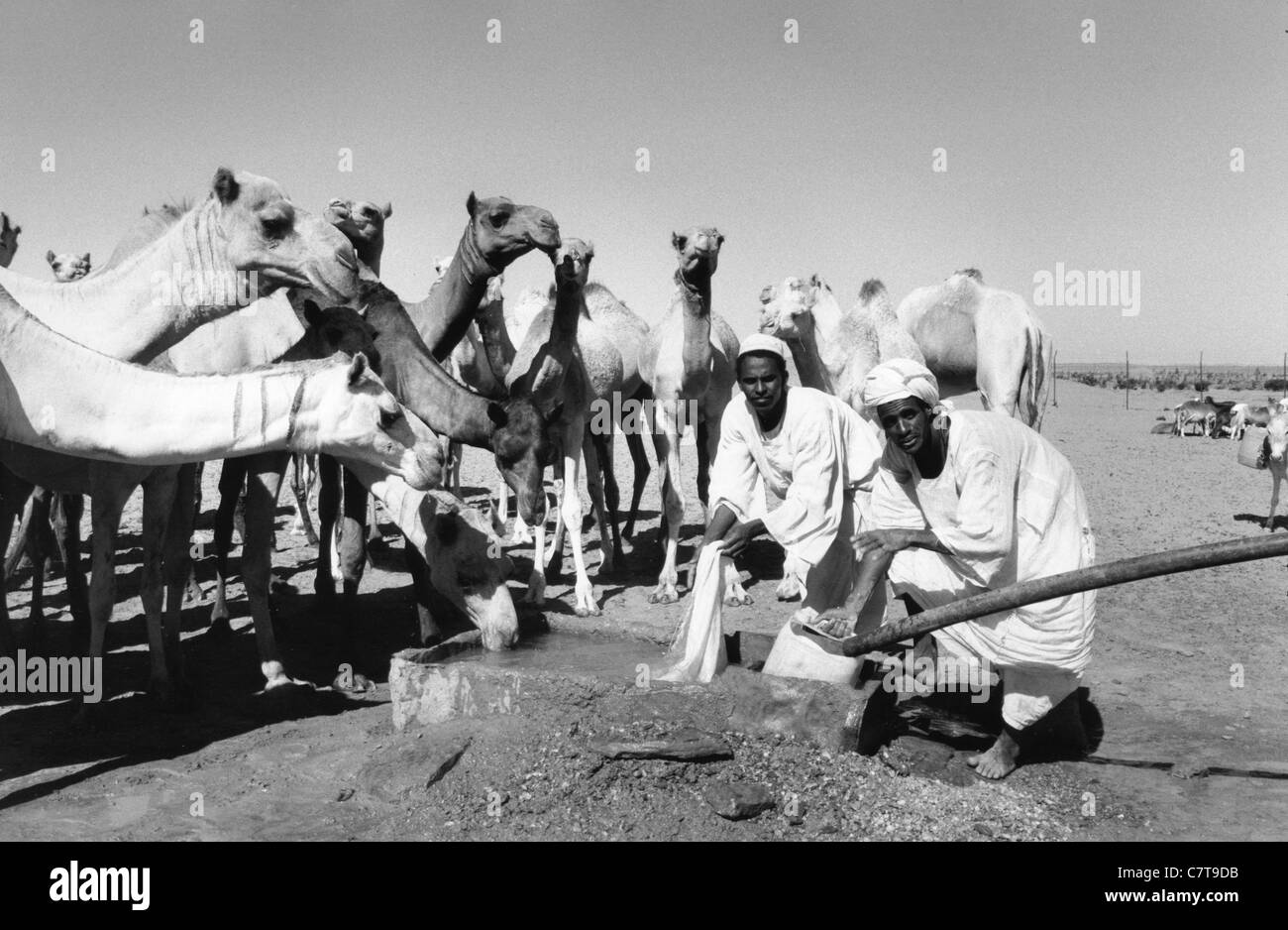 Africa, Sudan Nubia, allevamento di cammelli a bene Foto Stock