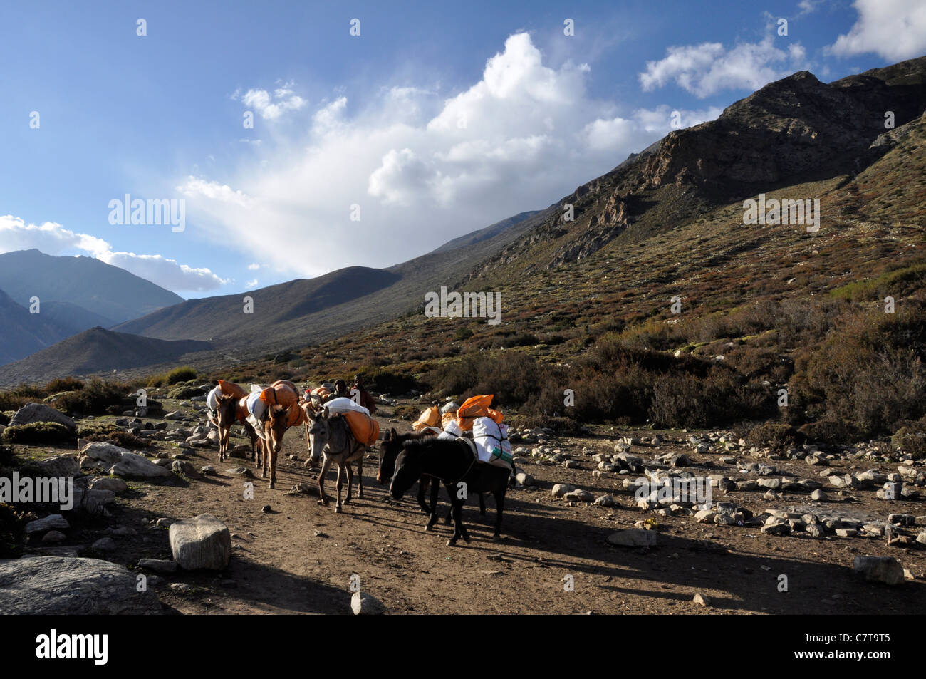Il trasporto di cavalli in Yari valley. Foto Stock