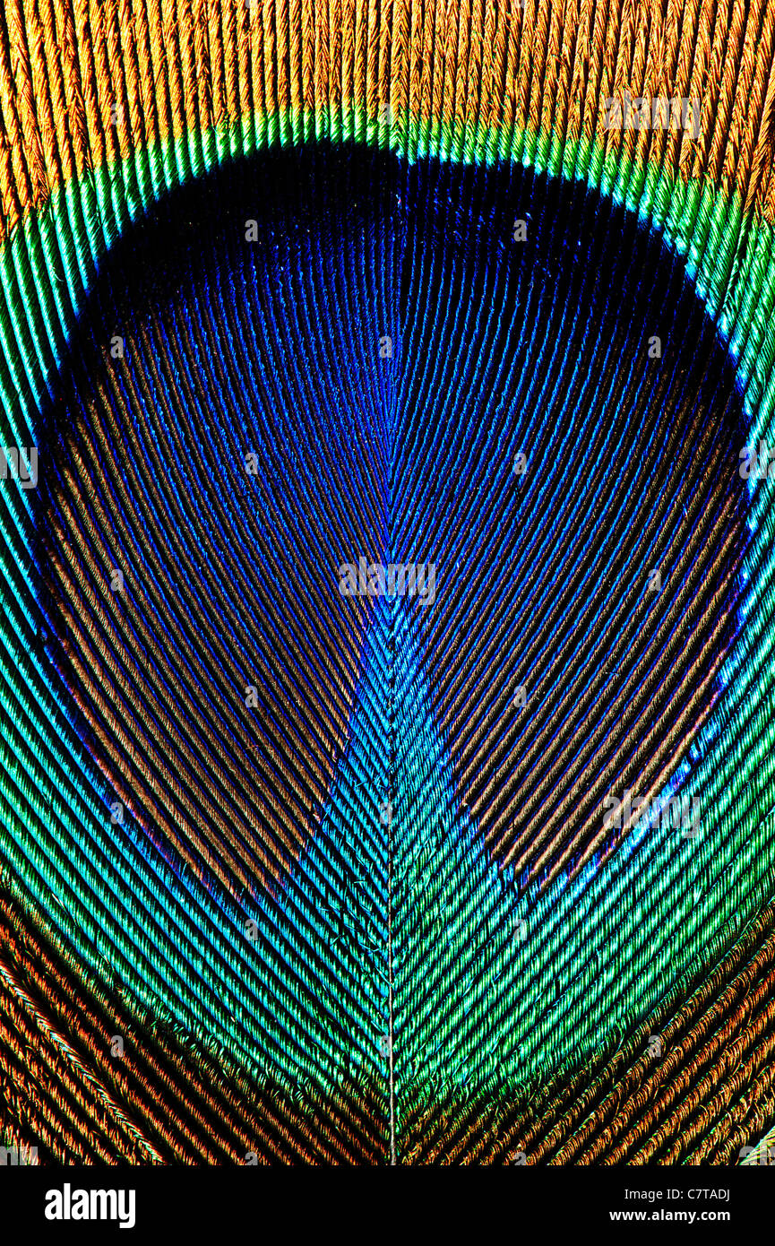 Close up dettaglio di una piuma di pavone Foto Stock