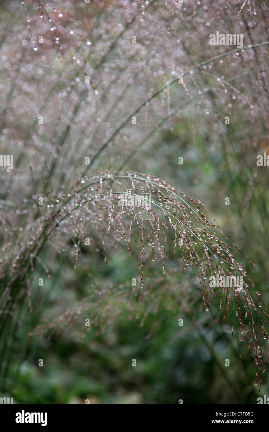 Molinia caerulea subsp. arundinace 'trasparente' su un wet mattina di settembre Foto Stock