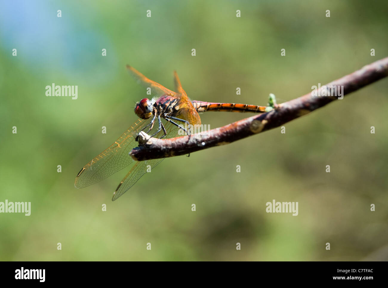 Giallo-winged Darter dragon fly sul ramo Rio Guadiana, Algarve, PORTOGALLO Foto Stock