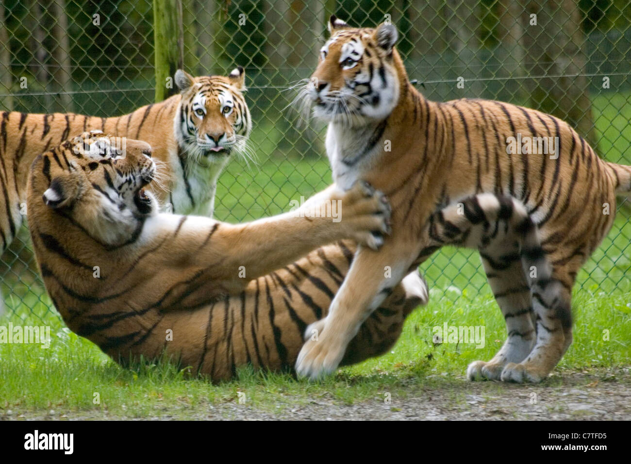 Rissa di tigre Foto Stock