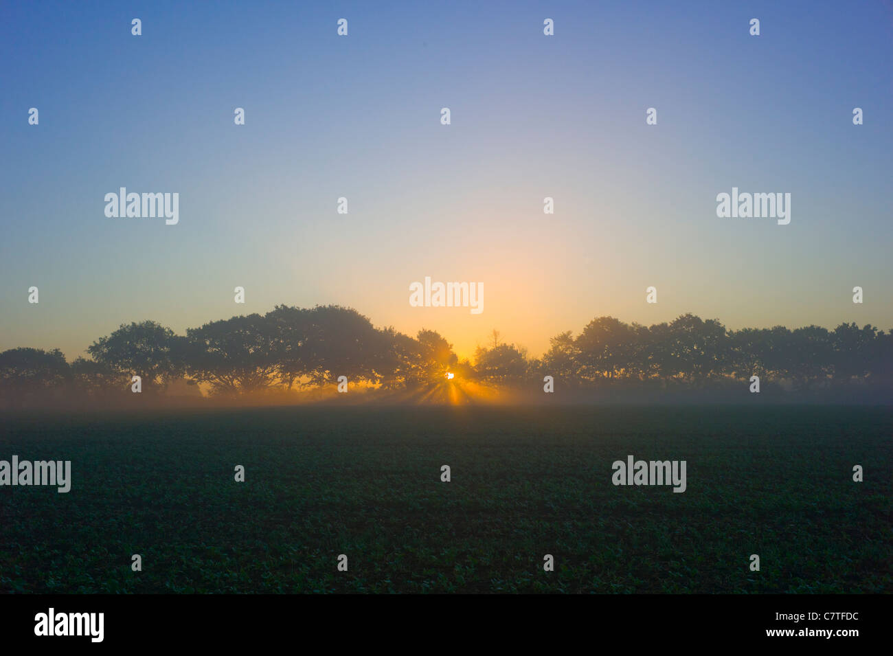 Sunrise al di sopra di un campo Foto Stock