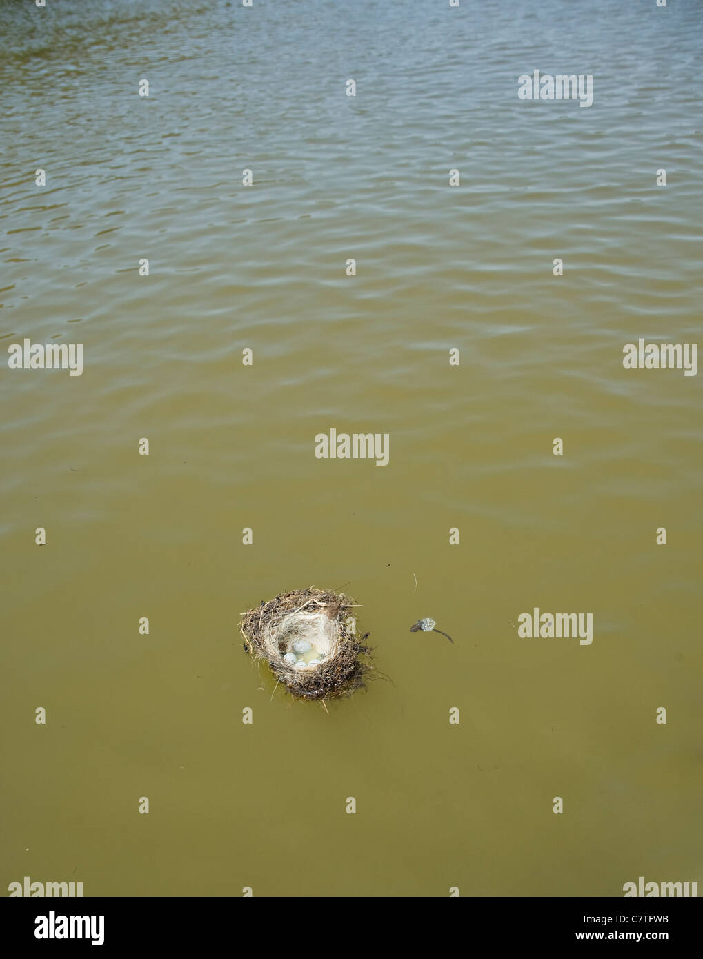 Nido con uova floating lungo il fiume Foto Stock