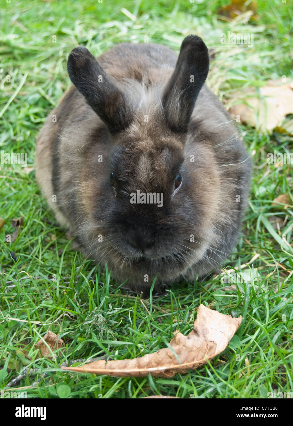 Piccolo coniglio è su un pascolo Foto Stock