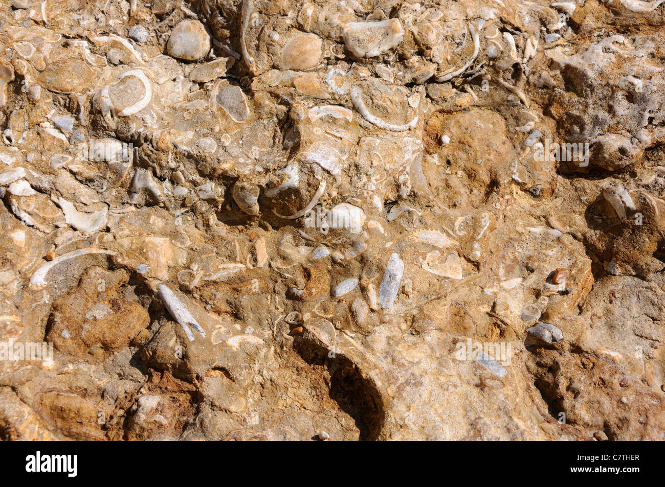 Fossili conchiglie di mare nelle rocce della Jurassic Coast Foto Stock
