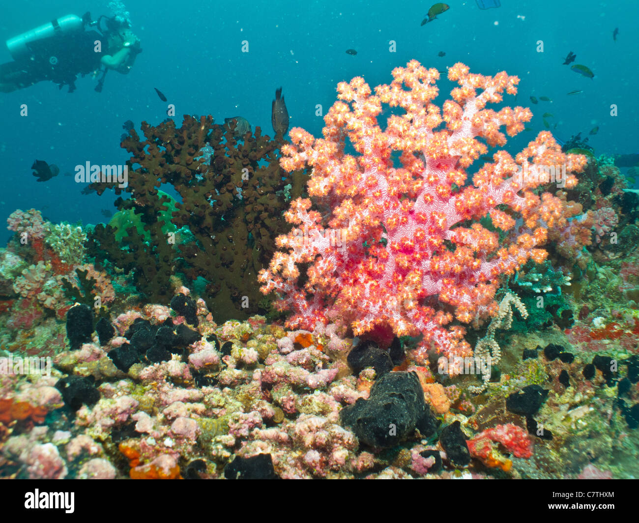 Bellissimi colori dei coralli molli Foto Stock