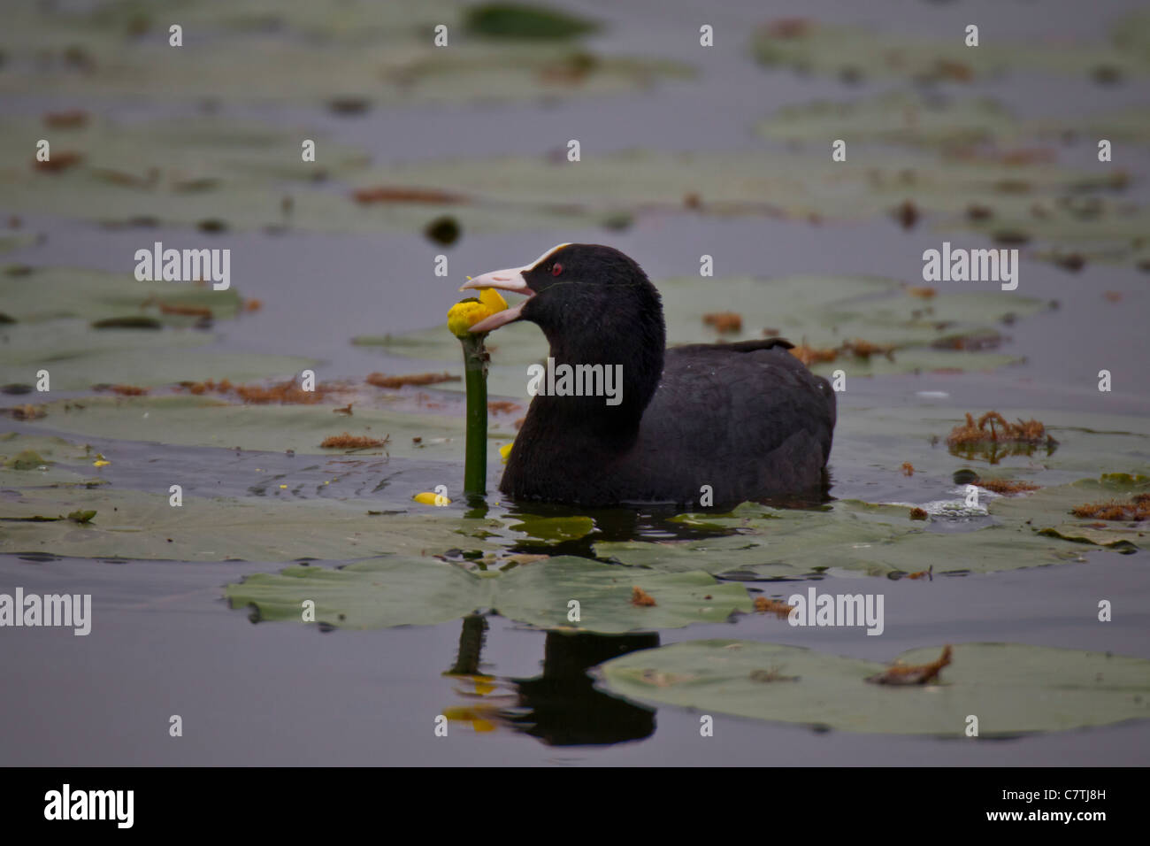 bläßhuhn Foto Stock