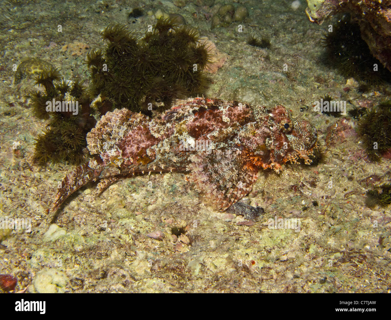 Scorfani Tassled giacente su di una scogliera di corallo underwater Foto Stock
