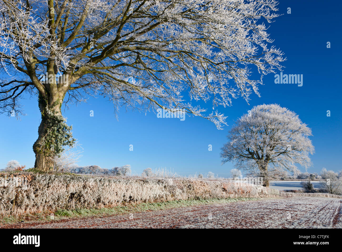 Trasformata per forte gradiente smerigliati terreni coltivati e alberi, prua, metà Devon, Inghilterra. Inverno (dicembre 2010). Foto Stock