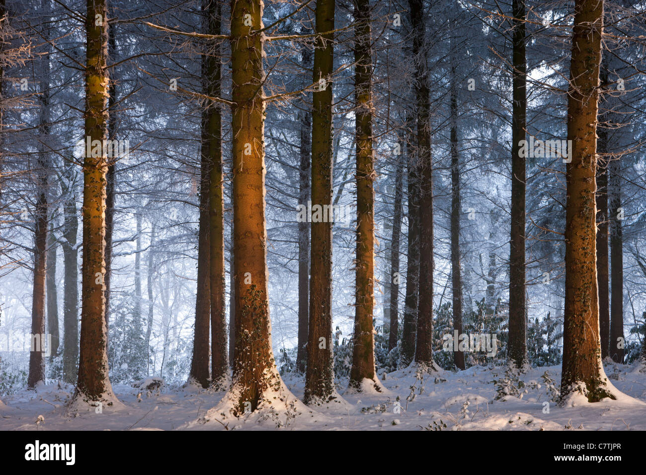 Coperta di neve in inverno bosco, Morchard legno, Devon, Inghilterra. Dicembre 2010. Foto Stock