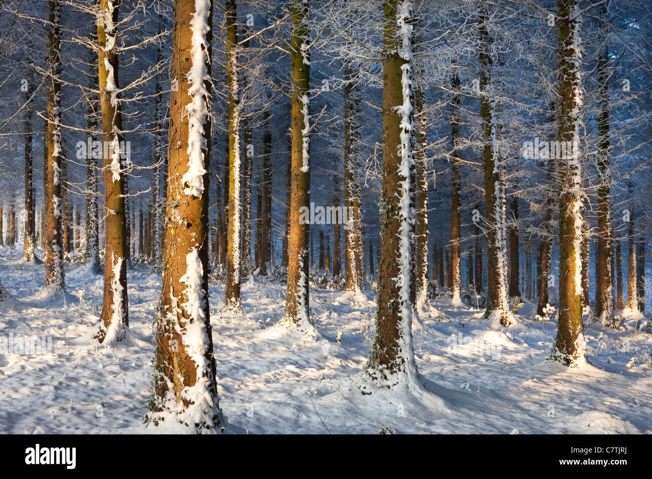 Trasformata per forte gradiente smerigliati alberi in un inverno nevoso bosco, Morchard legno, Devon, Inghilterra. Inverno (dicembre 2010). Foto Stock