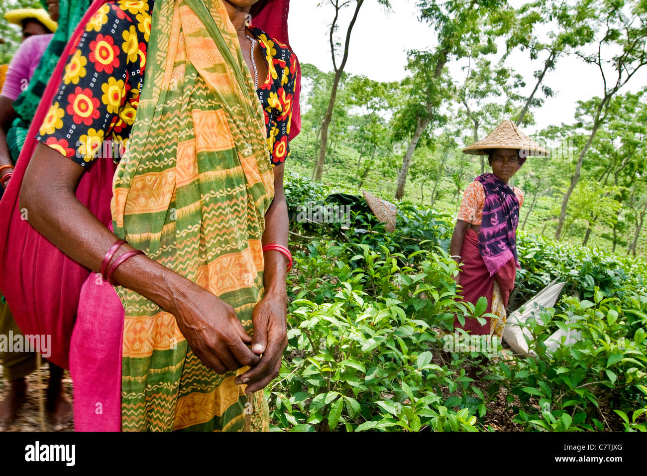 Bangladesh, Rangamati, ritratto di donna che lavorano nelle piantagioni di tè Foto Stock