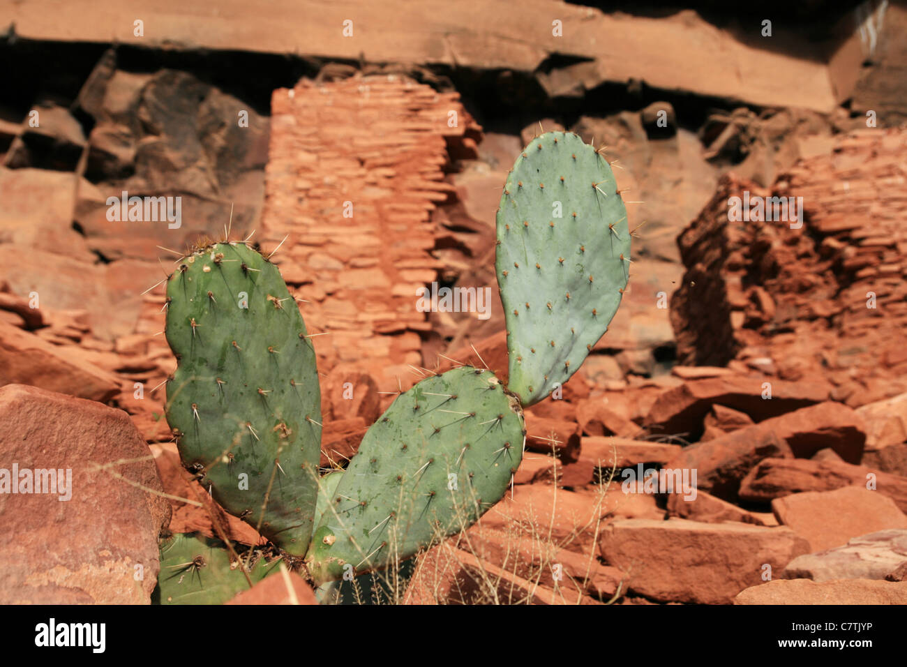 Cactus con Honanki Sinaguan rovine in background vicino a Sedona, in Arizona Foto Stock