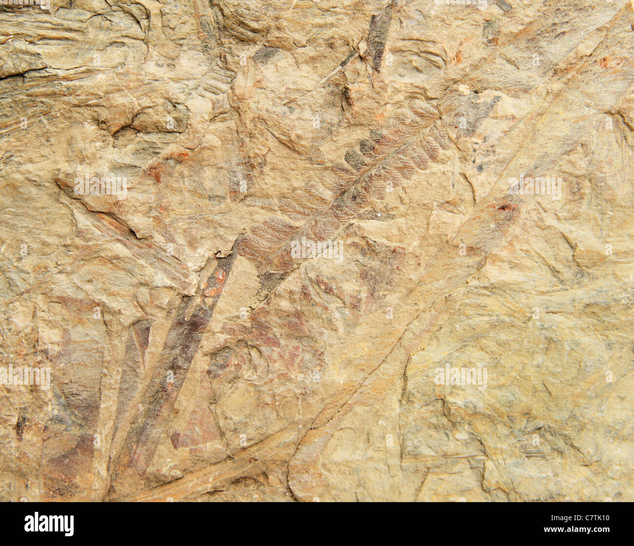 Scisti fossiliferi con fossili di felce Foto Stock