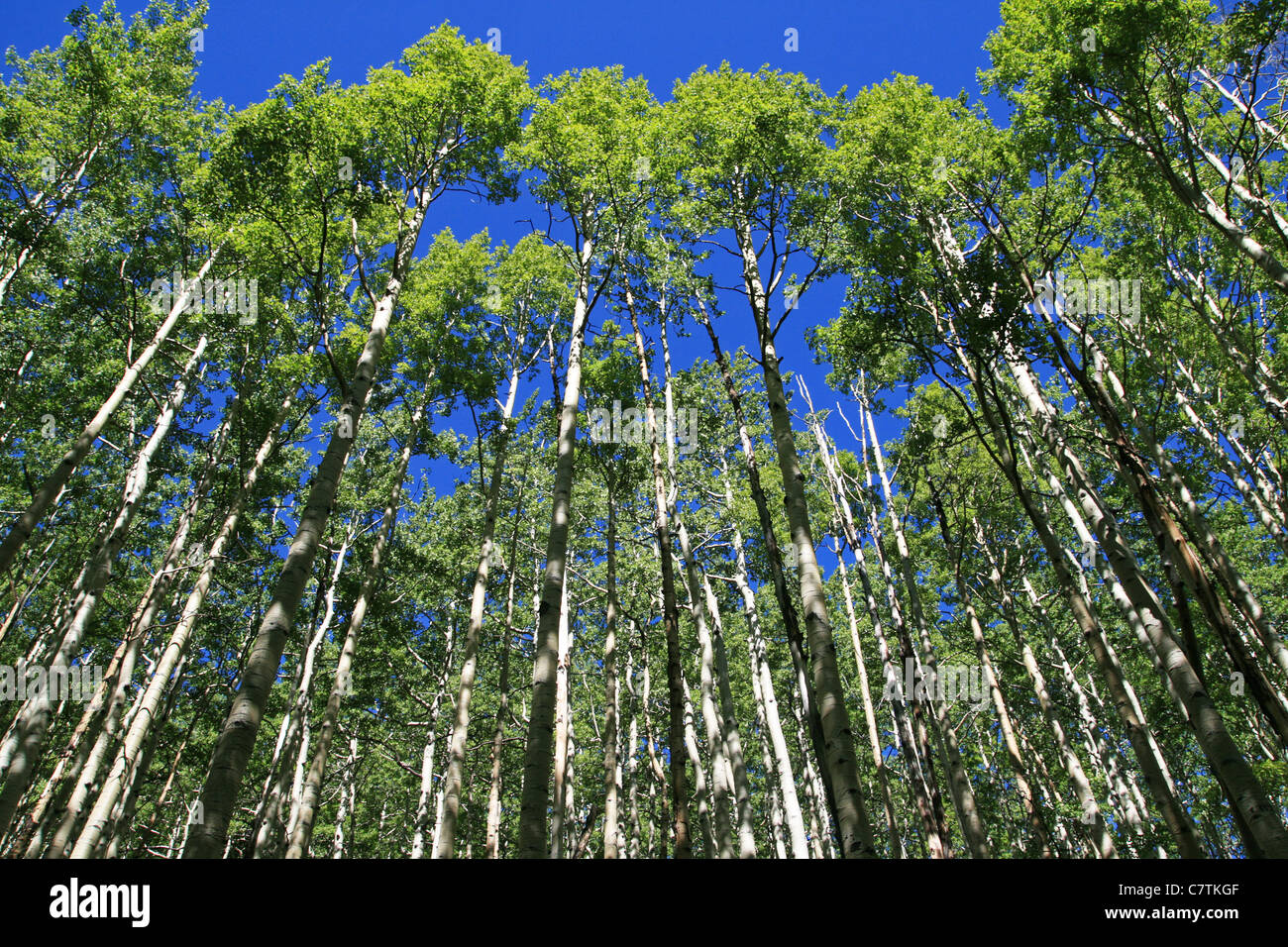 Guardando verso la parte superiore di un Aspen Grove in primavera con fresche foglie verdi Foto Stock