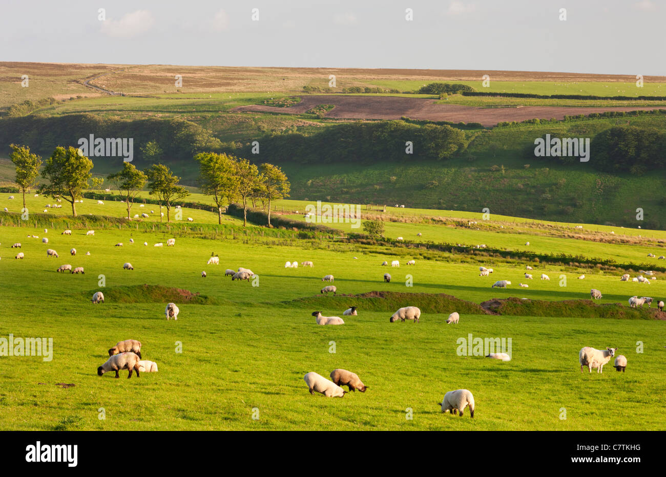 Pecore al pascolo su terreni agricoli in Exmoor, Somerset Foto Stock