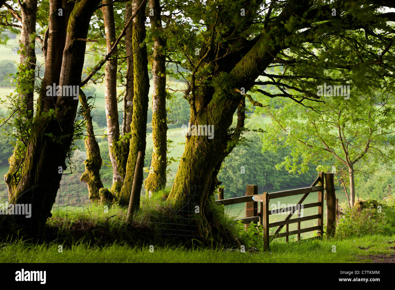 Bridleway pubblico attraverso gli alberi e la Campagna, Parco Nazionale di Exmoor, Somerset, Inghilterra. Molla (maggio) 2011. Foto Stock