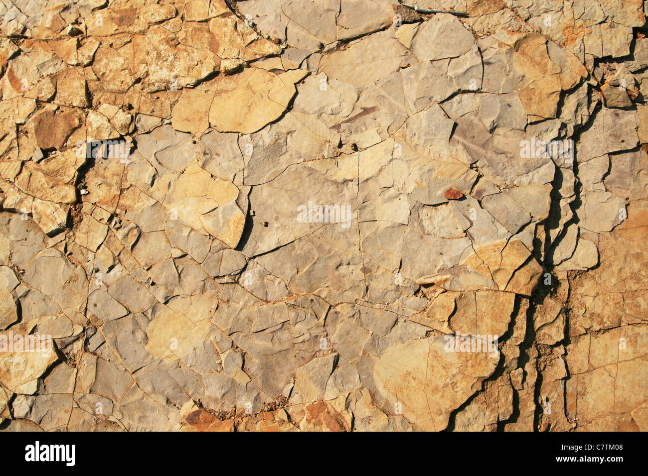 Rotto rock sfondo con il oligocene fossili vegetali Foto Stock