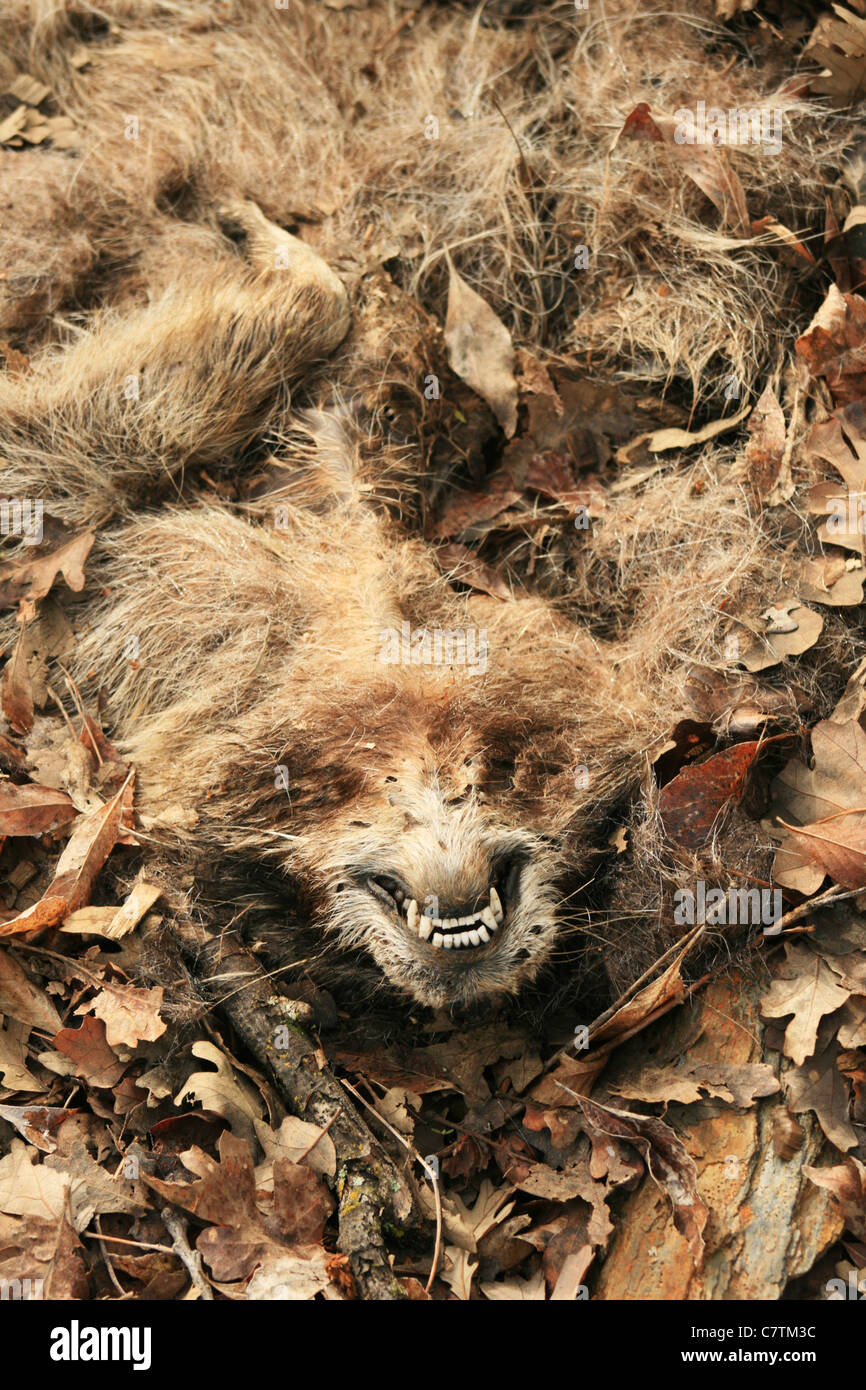 Inquietante roadkill mangled raccoon sulla sua schiena in alcune foglie Foto Stock