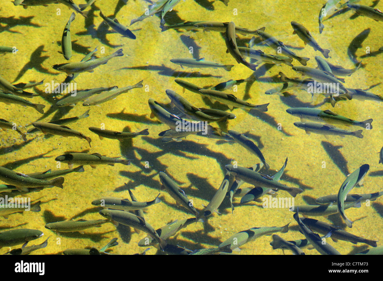 Molti la trota arcobaleno (Oncorhynchus mykiss) presso un vivaio ittico Foto Stock