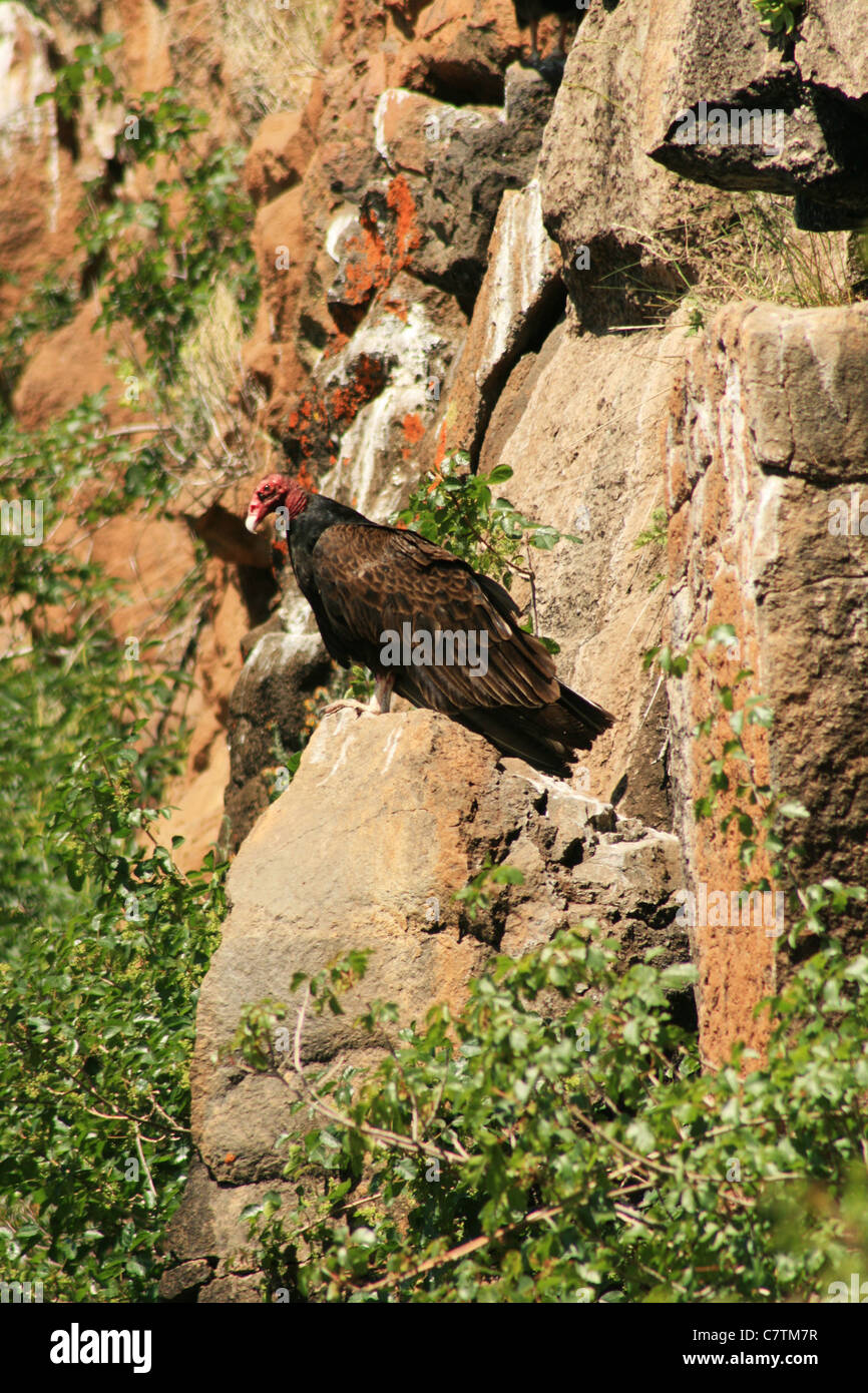 Una Turchia vulture (Cathartes aura) si siede su una roccia su una scogliera Foto Stock