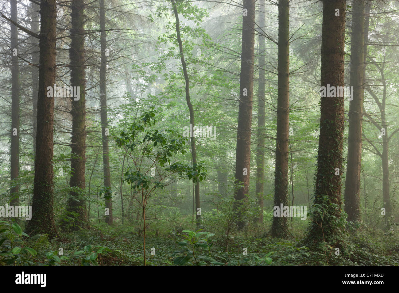 Estate nebbiosa mattina dentro un bosco britannica, Morchard legno, Devon, Inghilterra. In estate (Luglio) 2011. Foto Stock