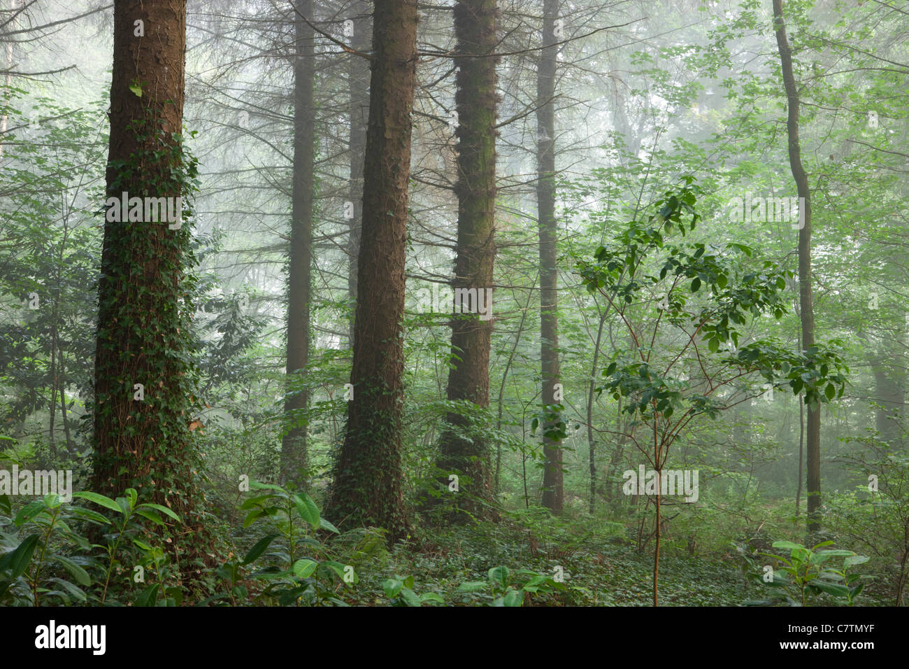 Estate nebbiosa mattina dentro un bosco britannica, Morchard legno, Devon, Inghilterra. In estate (Luglio) 2011. Foto Stock