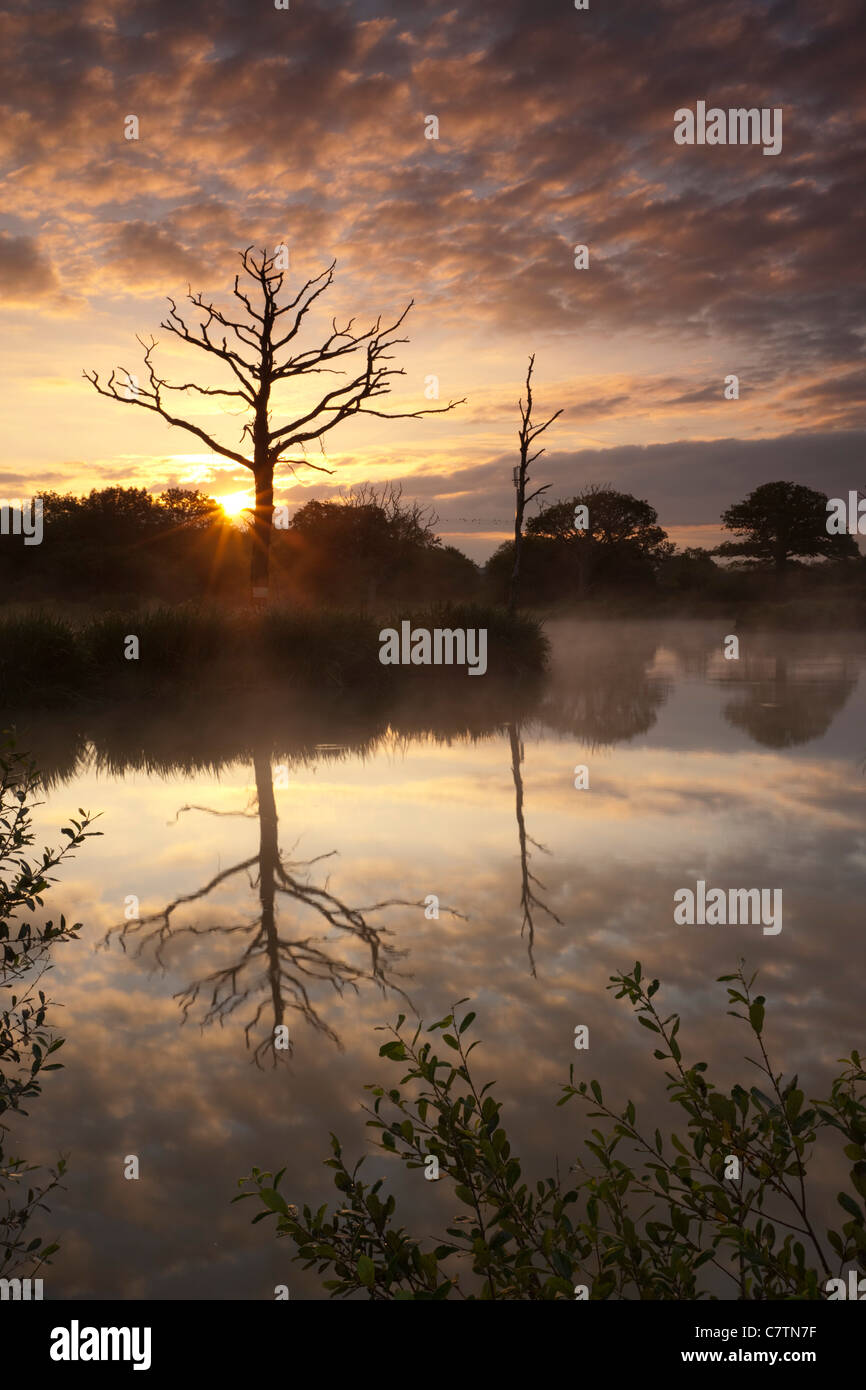 Un magnifico tramonto dietro gli alberi morti e il lago di riflessioni, Morchard Road, Devon, Inghilterra. In estate (Luglio) 2011. Foto Stock