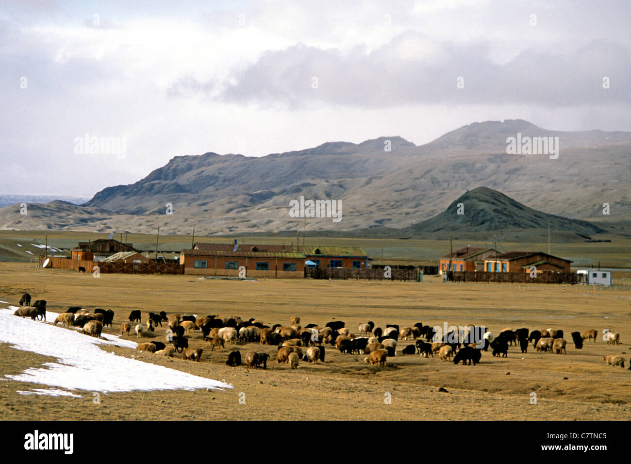 Mongolia, montagne di Altai Foto Stock