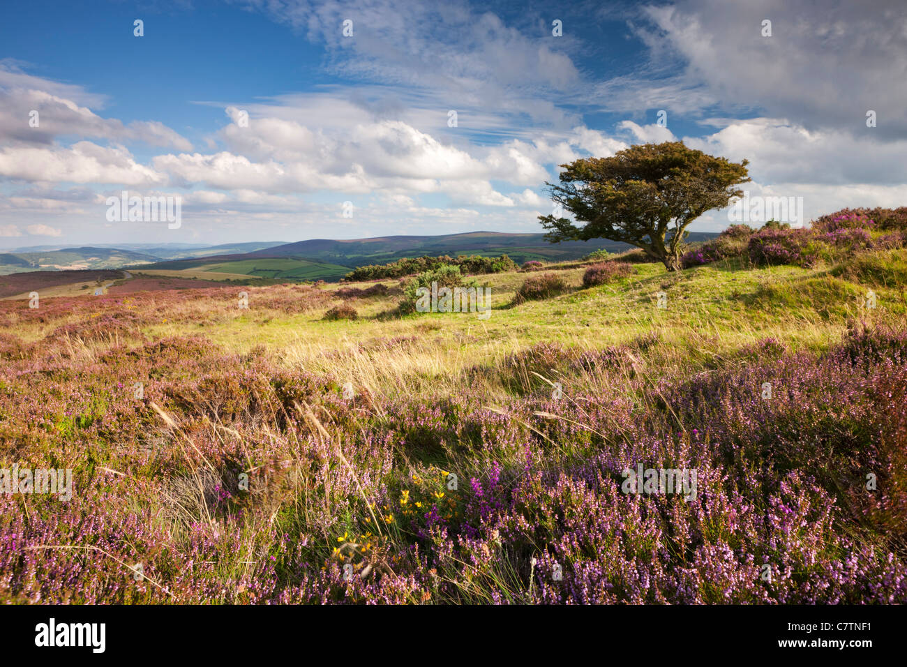 Fioritura heather su Porlock comune, Exmoor, Somerset. Estate (Agosto) 2011. Foto Stock