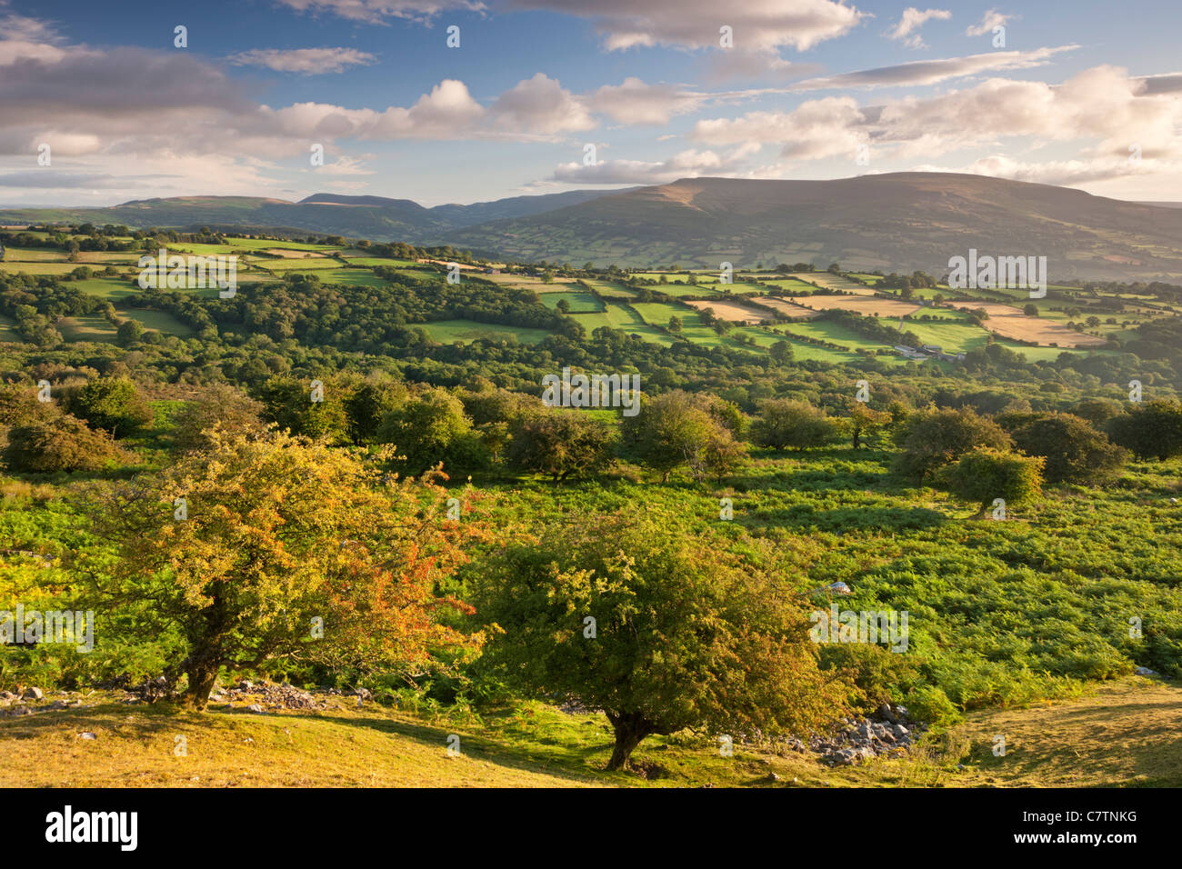 La brughiera, campi ondulati e le montagne nere dei Brecon Beacons, POWYS, GALLES. Estate (Agosto) 2011. Foto Stock