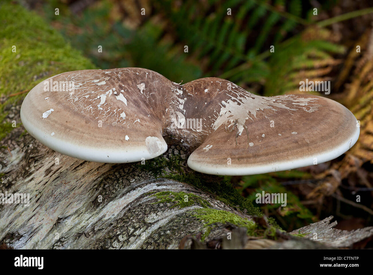 Birch Polypore o Razorstrop fungo, Piptoporus betulinus sul registro di betulla; New Forest. Foto Stock