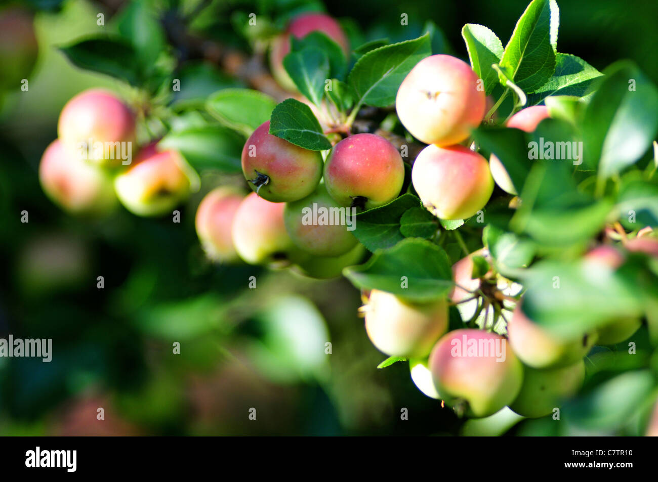 Il granchio le mele sulla struttura ad albero Foto Stock