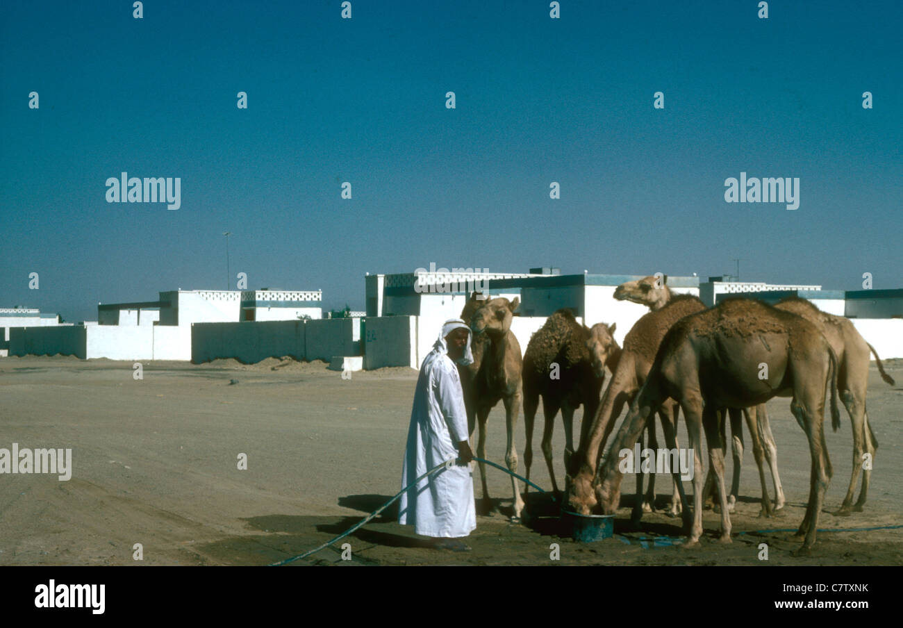 Cammelli beduini annaffiatura nel villaggio di Abu Samrah re-insediamento ad Abu Dhabi Emirati Arabi Uniti. 1975 Foto Stock