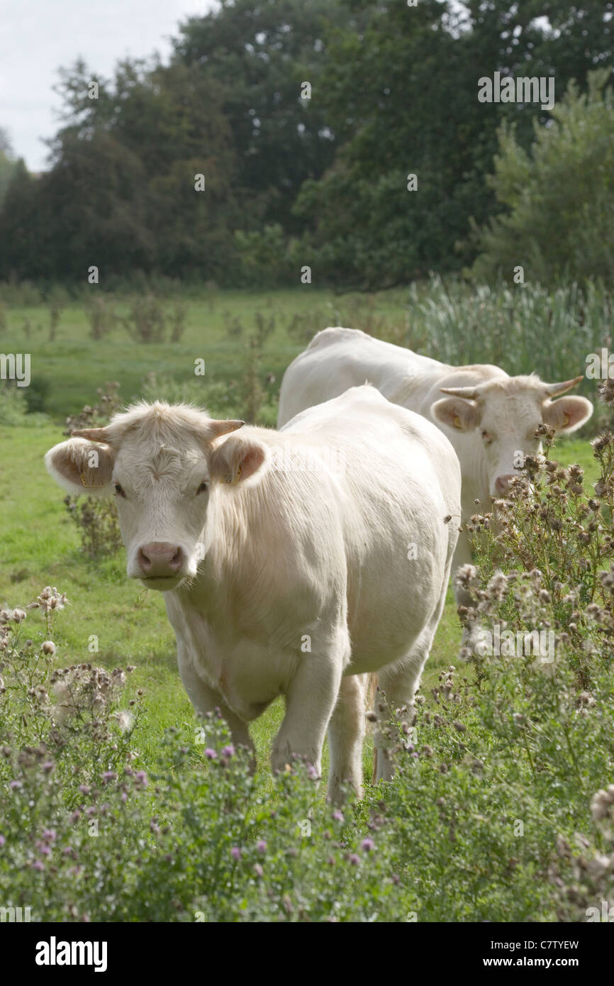 Charollais giovenche (Bos taurus). Pascolo tra la semina di cardi. Foto Stock