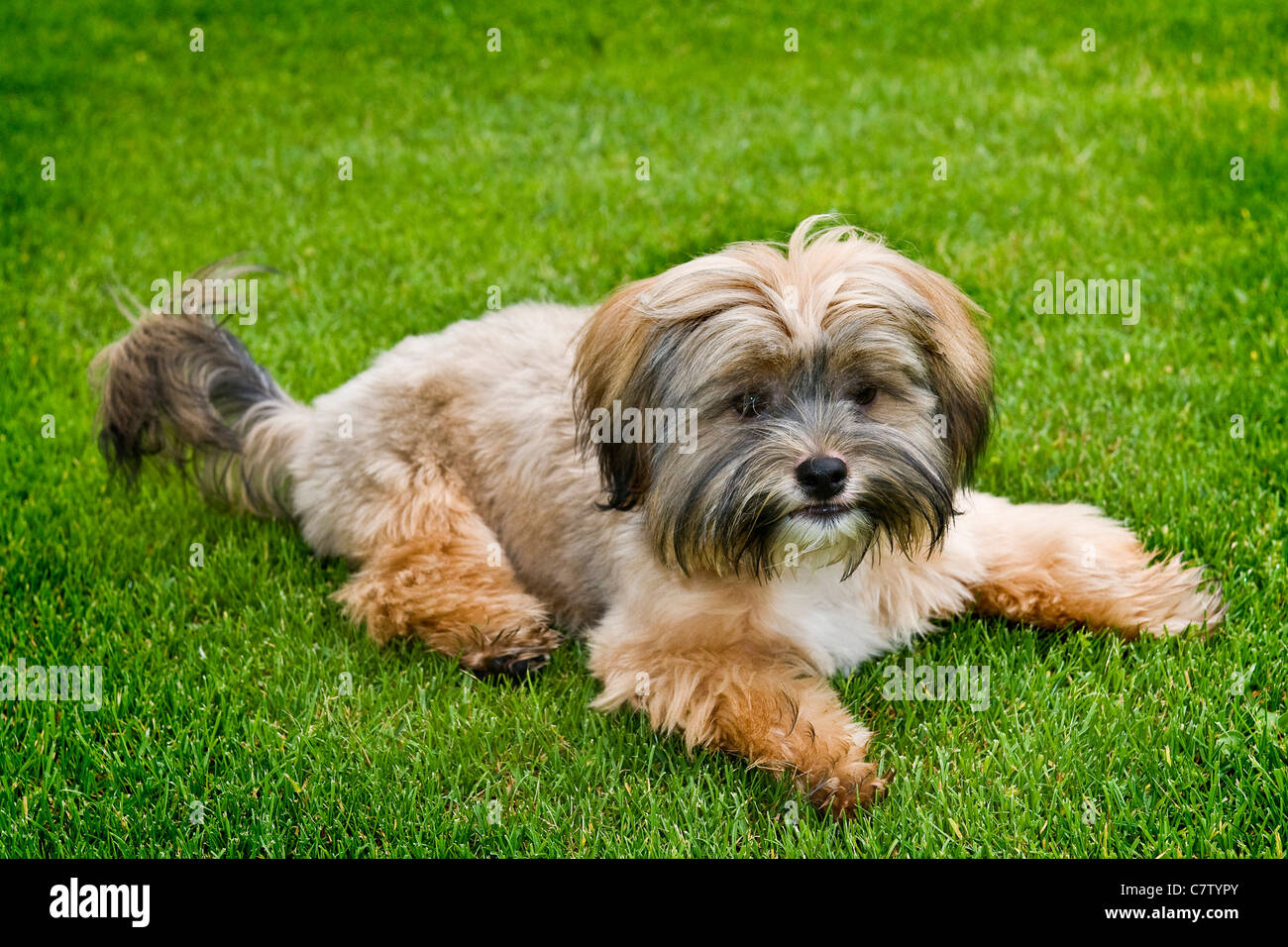 Shih Tzu sdraiati sull'erba Foto Stock
