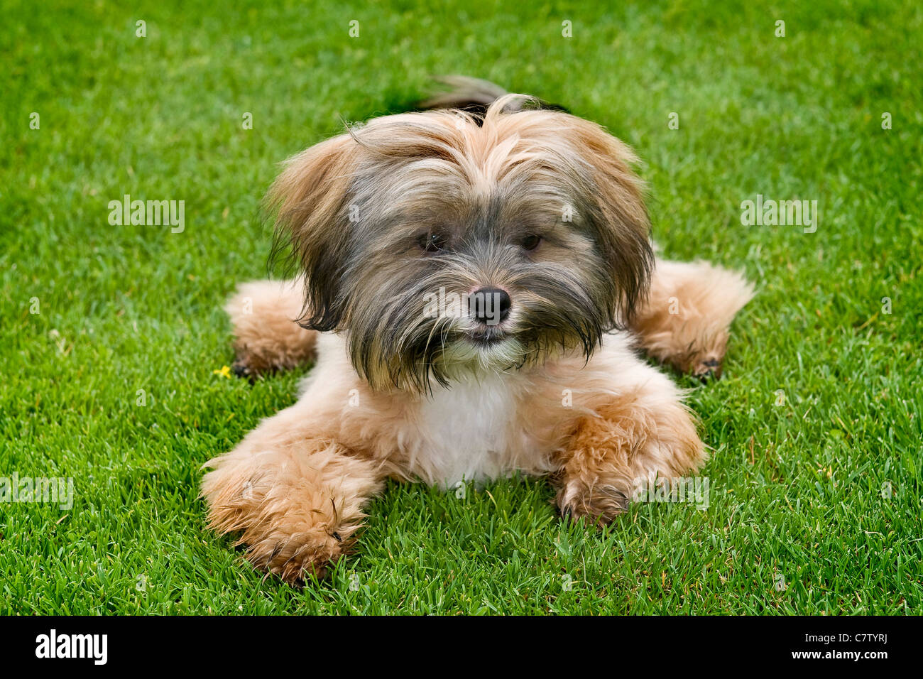 Shih Tzu sdraiati sull'erba Foto Stock