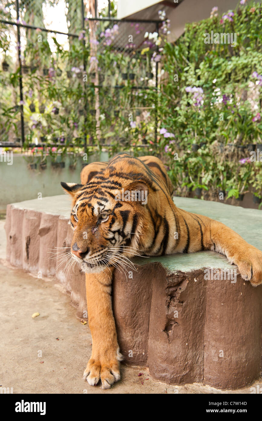 Tigre siberiana Foto Stock