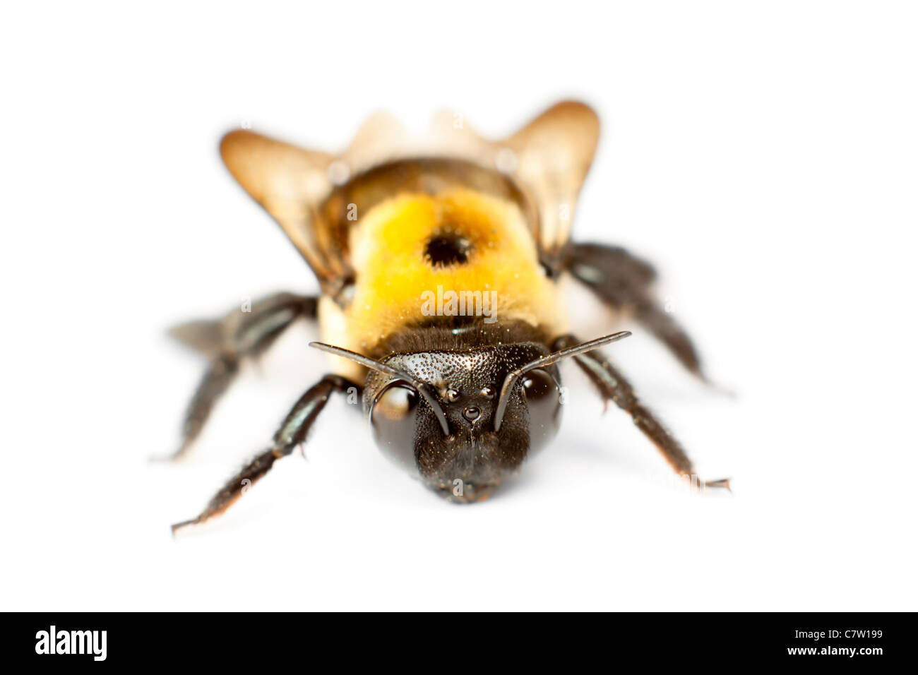 Primo piano di un'ape al miele con ali trasparenti sparate dalla
