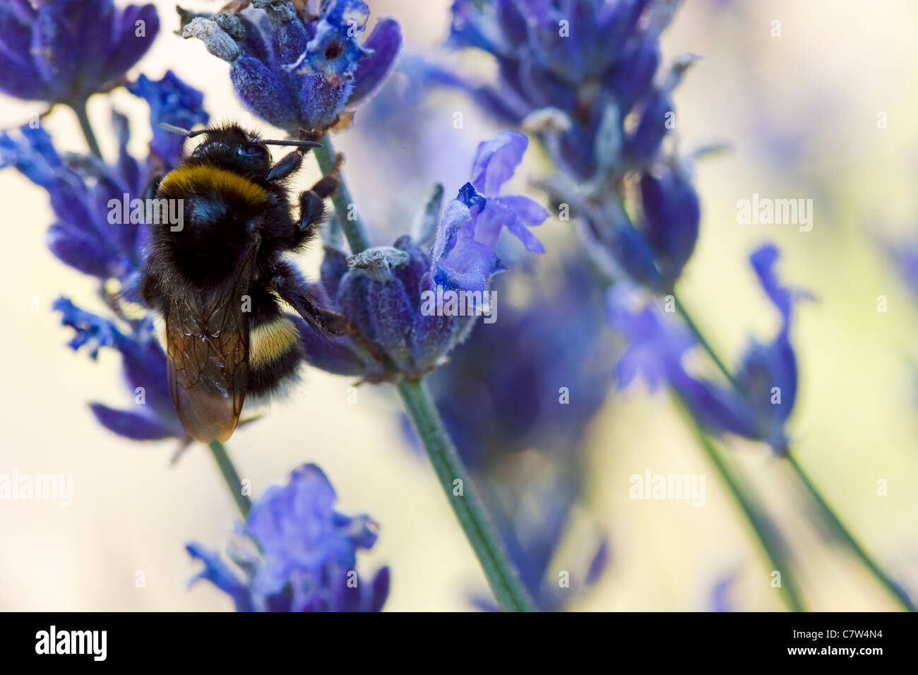 Bumblebee su heather Foto Stock